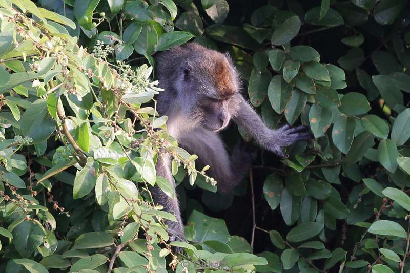 malaysia borneo kinabatangan river macaca