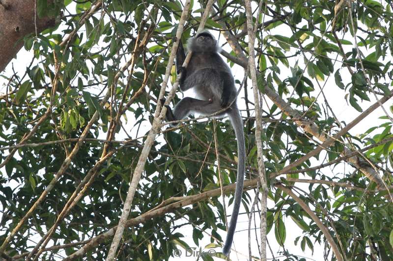 malaysia borneo kinabatangan river macaca