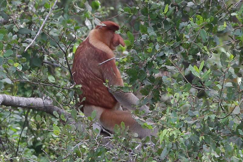 malaysia borneo kinabatangan river long nose monkeys