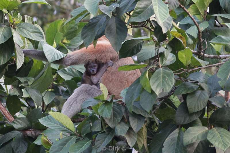 malaysia borneo kinabatangan river long nose monkeys