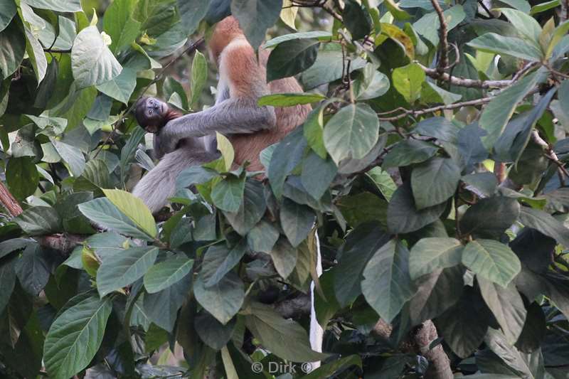 maleisie borneo kinabatangan rivier neusapen