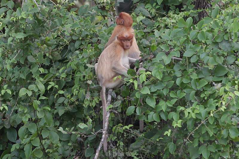 malaysia borneo kinabatangan river long nose monkeys