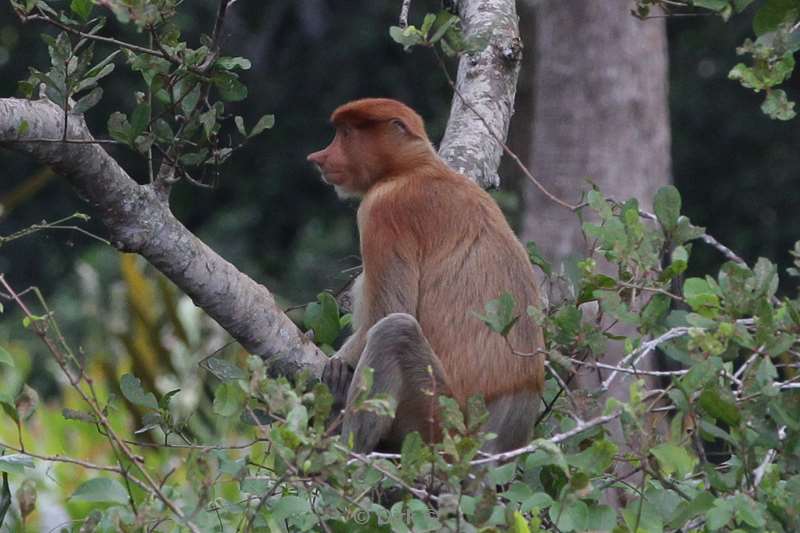 malaysia borneo kinabatangan river long nose monkeys