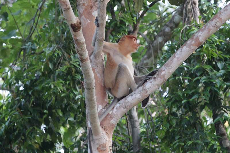 malaysia borneo kinabatangan river long nose monkeys