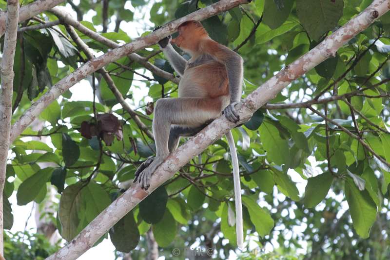 malaysia borneo kinabatangan river long nose monkeys