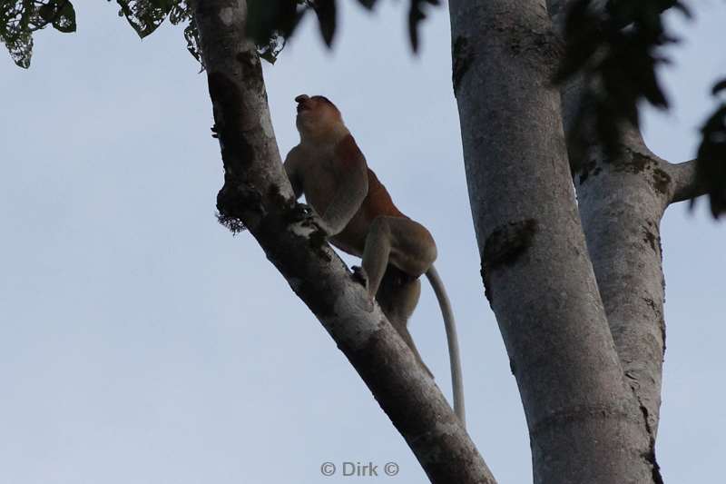 malaysia borneo kinabatangan river long nose monkeys