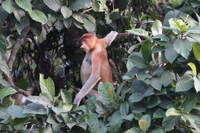 maleisie borneo kinabatangan rivier neusapen