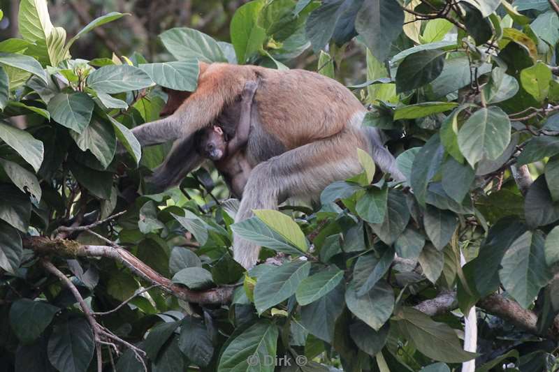 malaysia borneo kinabatangan river long nose monkeys