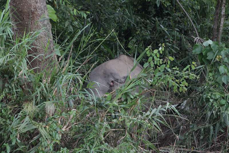 maleisie borneo kinabatangan rivier olifant