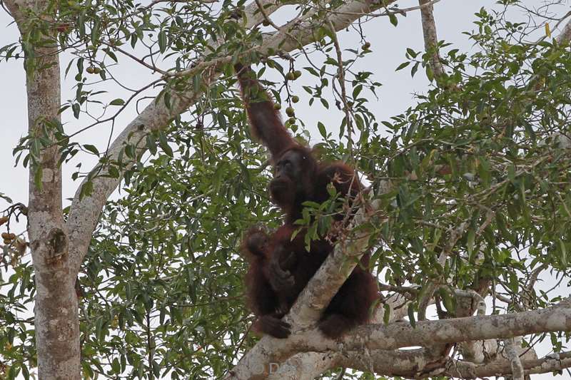 maleisie borneo kinabatangan rivier orang oetan