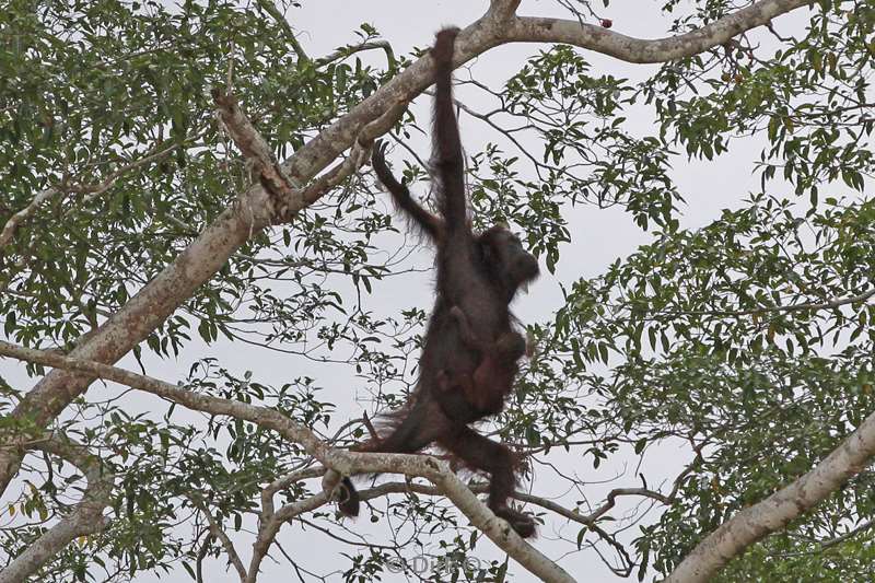 maleisie borneo kinabatangan rivier orang oetan