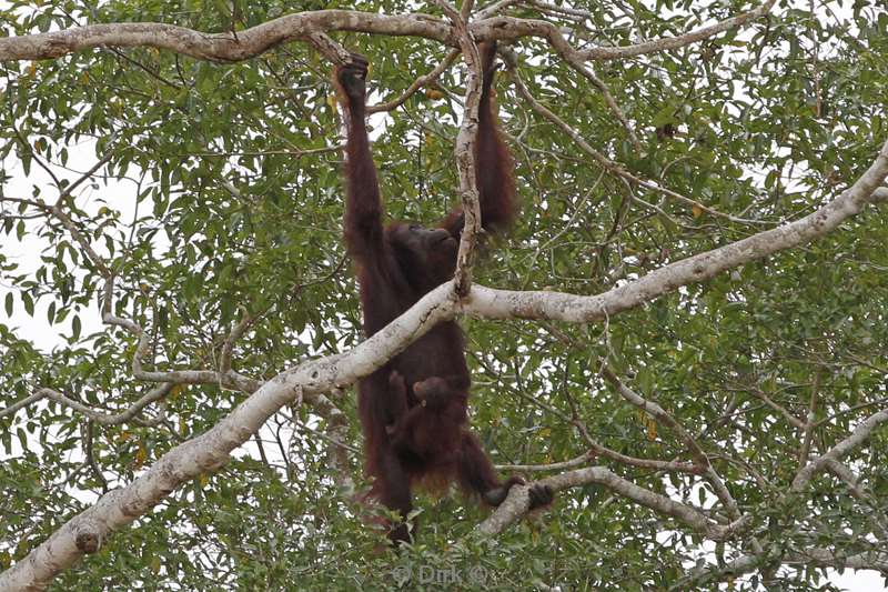 maleisie borneo kinabatangan rivier orang oetan