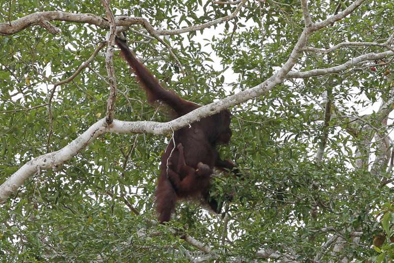 maleisie borneo kinabatangan rivier orang oetan