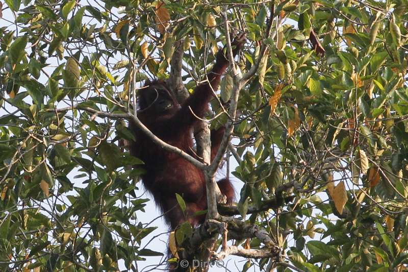 malaysia borneo kinabatangan river orangutan