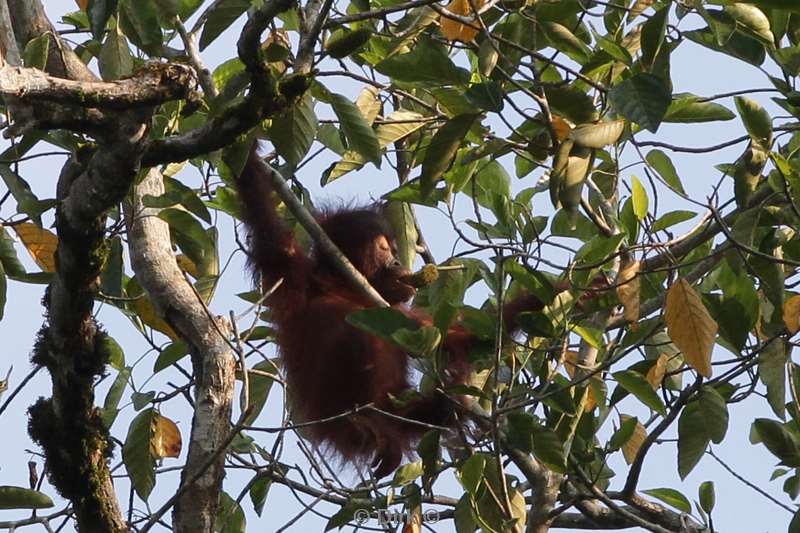 malaysia borneo kinabatangan river orangutan