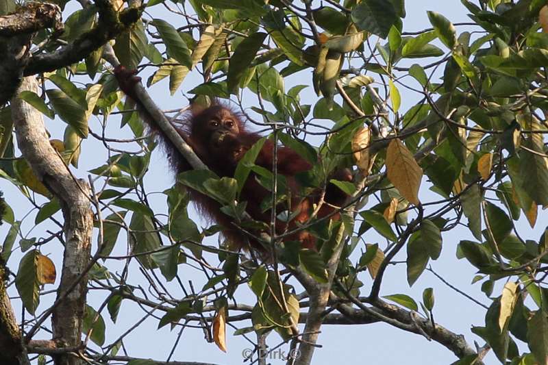 maleisie borneo kinabatangan rivier orang oetan