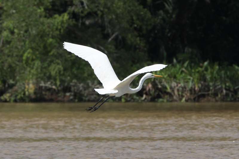 maleisie borneo kinabatangan rivier reiger