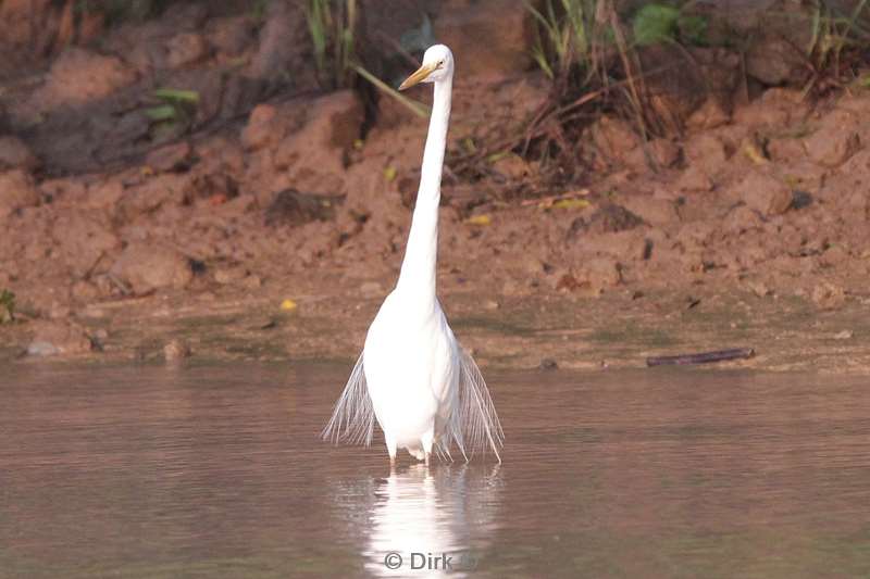 maleisie borneo kinabatangan rivier reiger