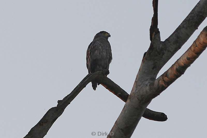 maleisie borneo kinabatangan rivier roofvogel