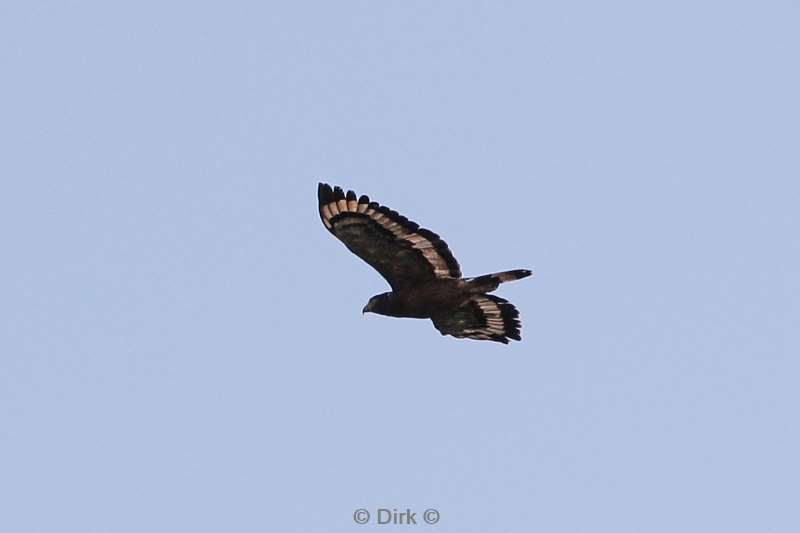 malaysia borneo kinabatangan river bird