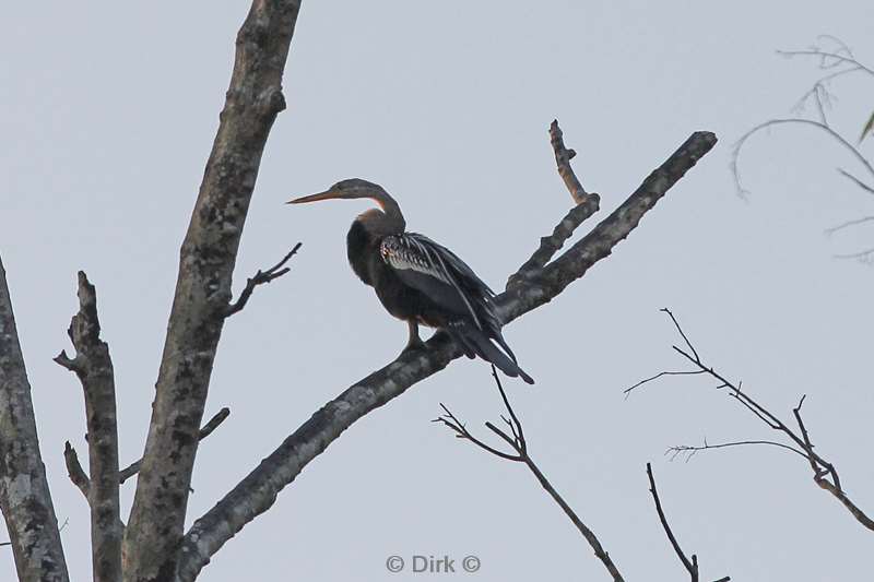 maleisie borneo kinabatangan rivier vogel