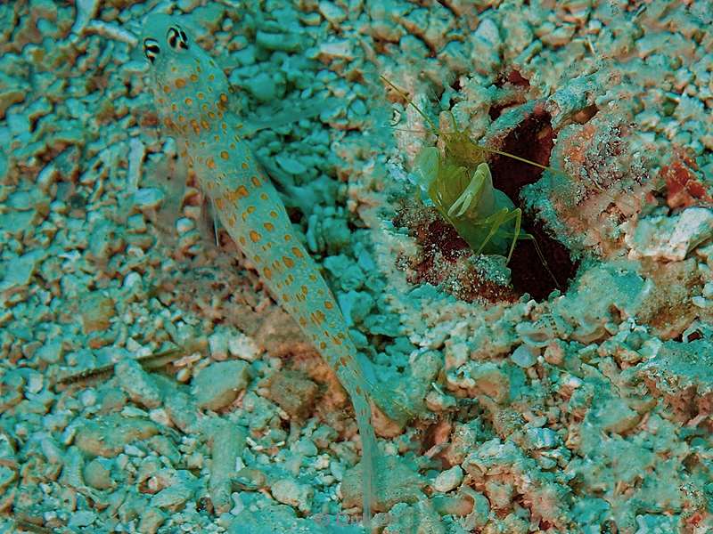 duiken mabul kapalai diamond-goby-fish-shrimp