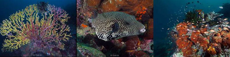 diving mabul malaysia borneo