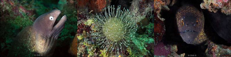 diving mabul malaysia borneo