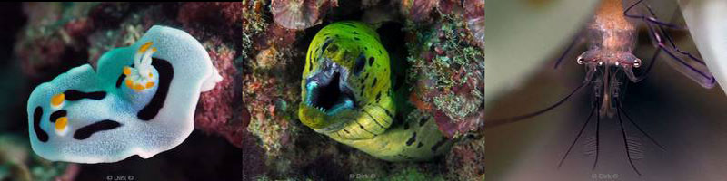 diving kapalai mabul malaysia borneo