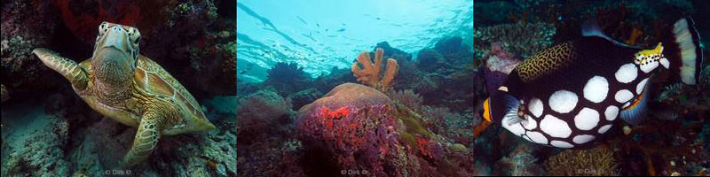 duiken Sipadan maleisie borneo