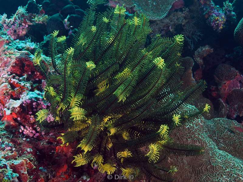 duiken sipadan feather star