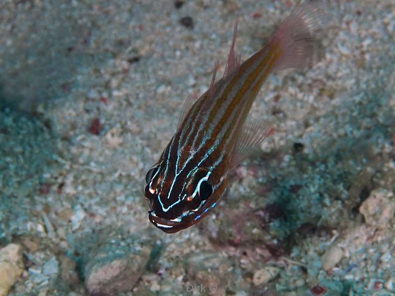 mabul kapalan fish