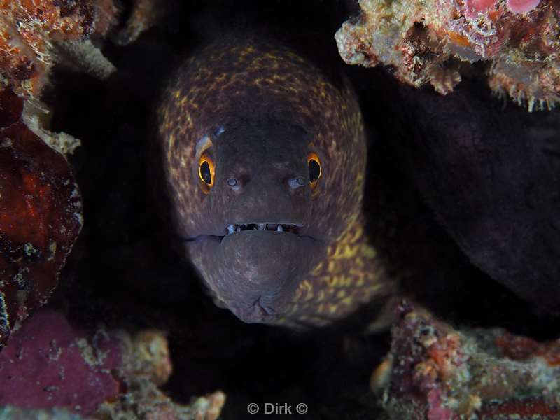 mabul gaint moray