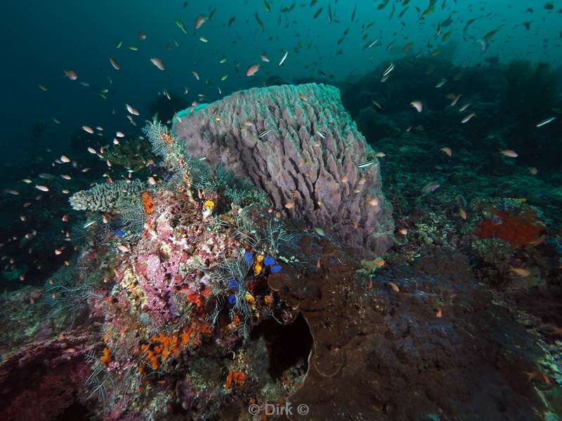 duiken sipadan goblet sponge