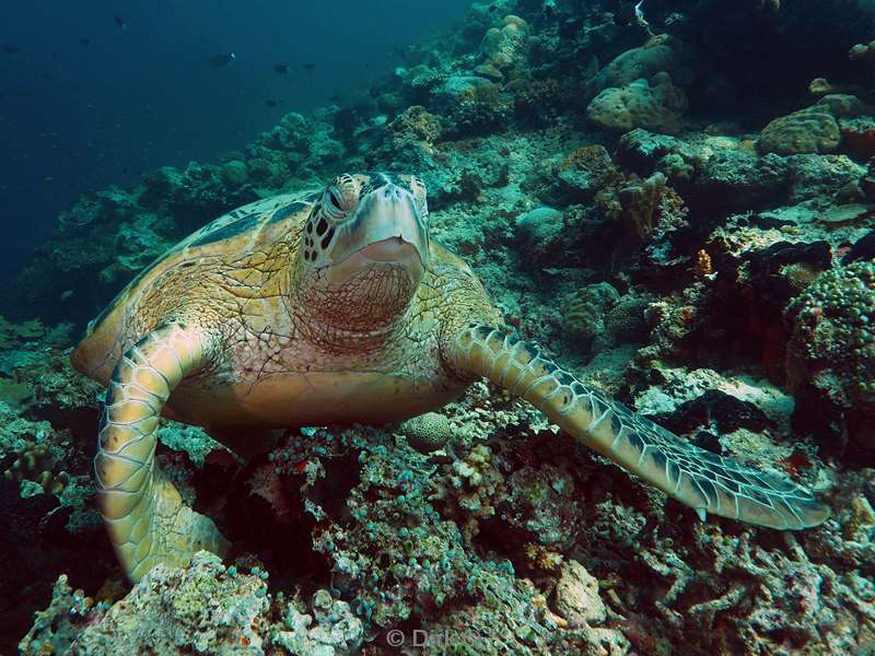 duiken mabul green turtle