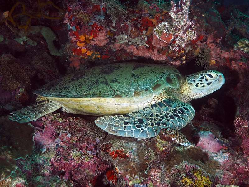 duiken sipadan green turtle