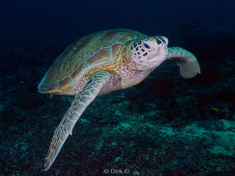 duiken sipadan green turtle