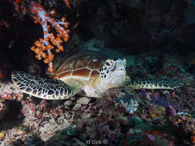 duiken sipadan green turtle