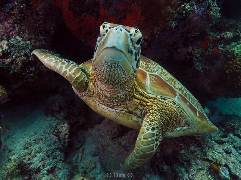 duiken sipadan green turtle