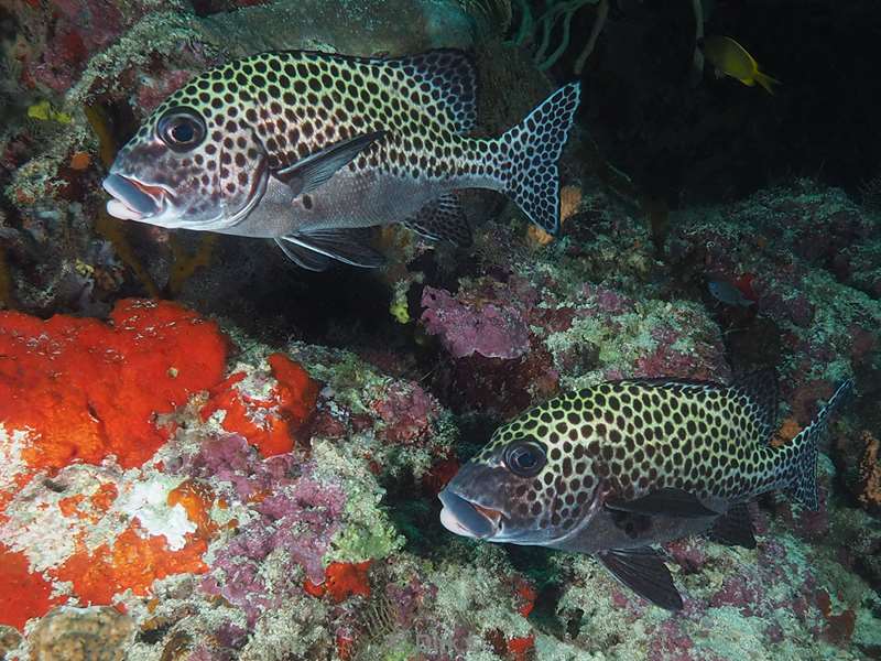 duiken sipadan harlequin sweetlipfish