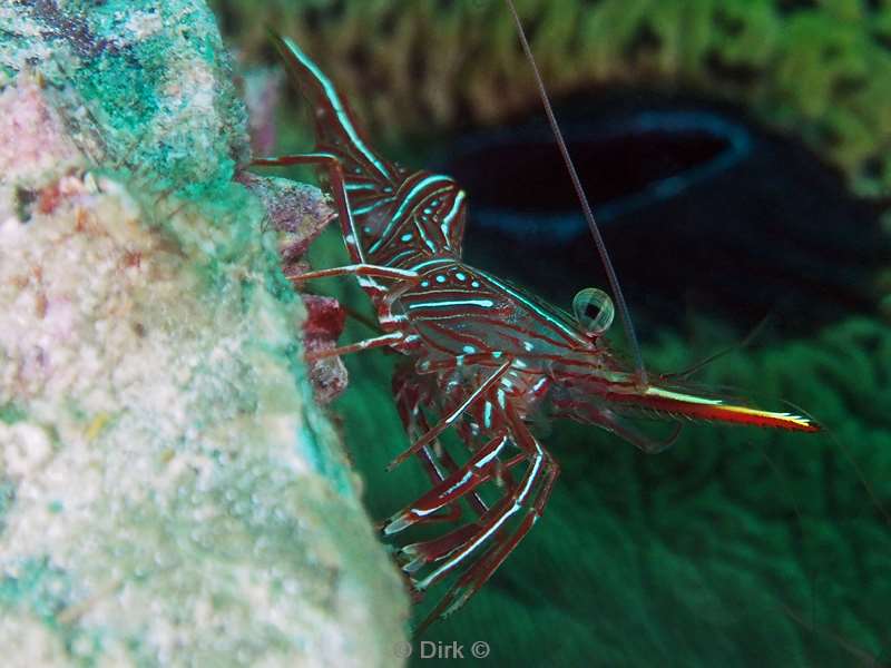duiken mabul kapalai hingebeak shrimp