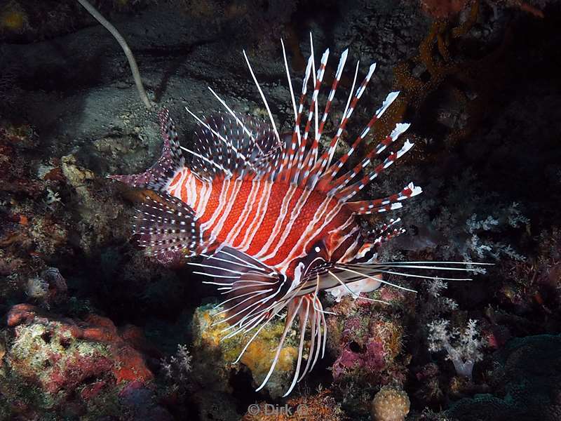 duiken sipadan lionfish