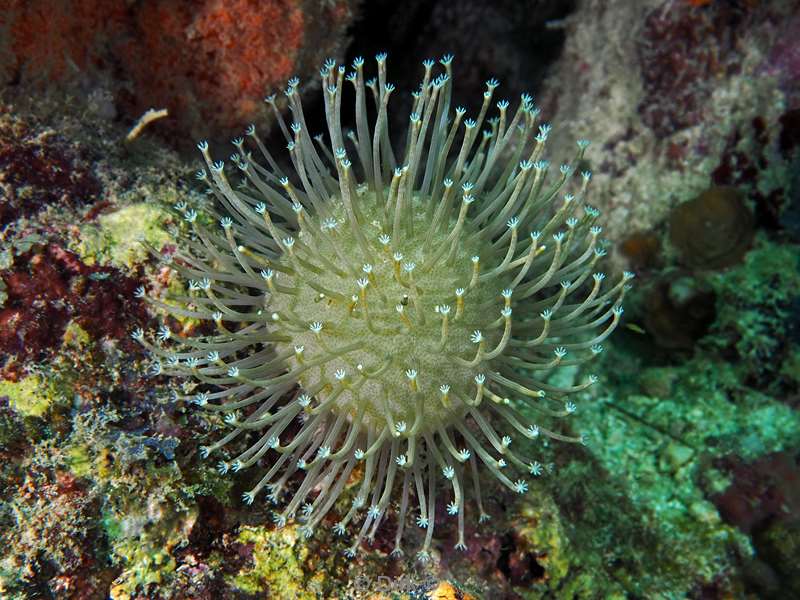 mabul long polyp leather coral