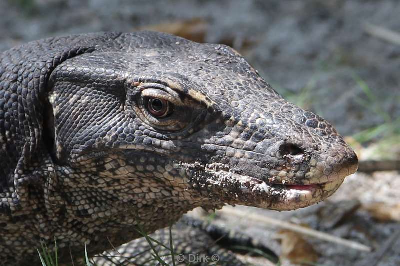 malaysia mabul island lizard