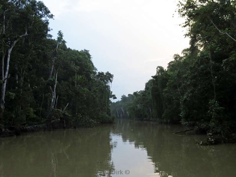 maleisie borneo kinabatangan rivier