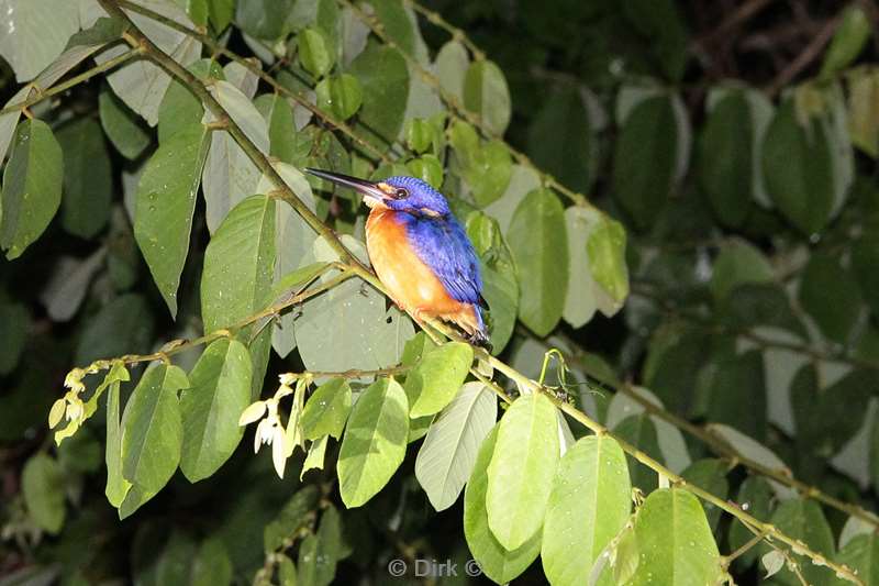 maleisie borneo kinabatangan rivier kingfisher