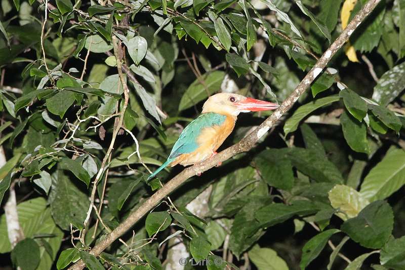 maleisie borneo kinabatangan rivier kingfisher