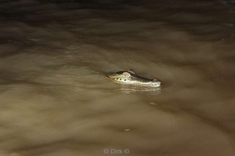 maleisie borneo kinabatangan rivier krokodil