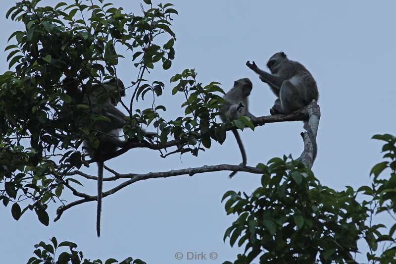 malaysia borneo kinabatangan rivier Macaca