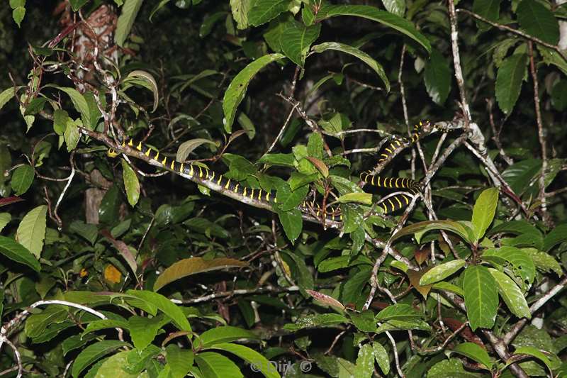 malaysia borneo kinabatangan rivier mangrove snake